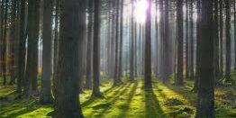 Станут ли лесные проекты в России частью климатической политики?