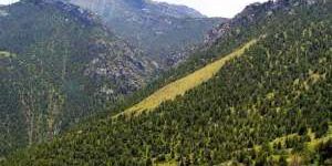 ФАО призвала к сохранению и защите горных лесов