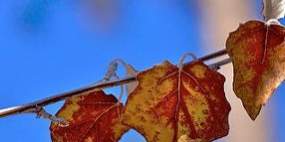 2009/365/308 Autumn os Poplar