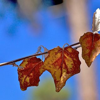 2009/365/308 Autumn os Poplar