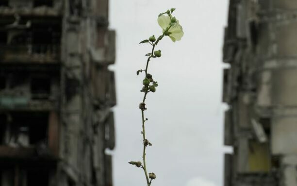 csm_Flower_in_damaged_Mariupol_1e8303b46d