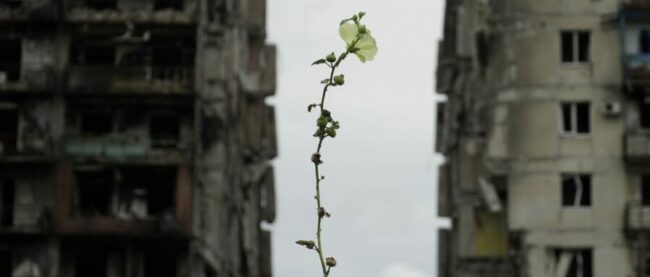 csm_Flower_in_damaged_Mariupol_1e8303b46d