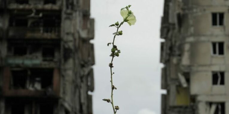 csm_Flower_in_damaged_Mariupol_1e8303b46d